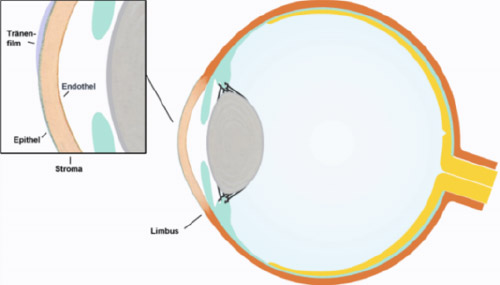 Ausschnitt aus der Anatomie des Auges